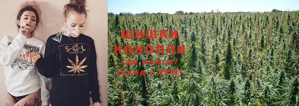 трава Карпинск